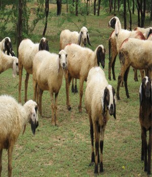 BAIF's Livestock Development Programmes to have Small Ruminants and Backyard Poultry as a Key Component