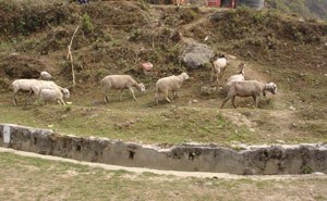 New Act on Forest land use aims at protecting the interests of poor livestock rearers