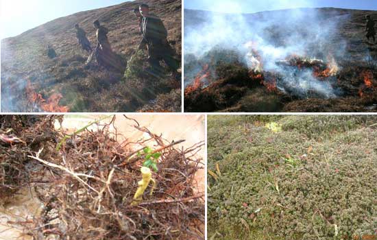 Management of Rangelands Through Controlled Shrub Burning