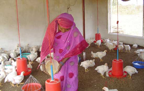 Making Modern Poultry Markets Work for the Poor - An example of Cooperative Development from Madhya Pradesh, India