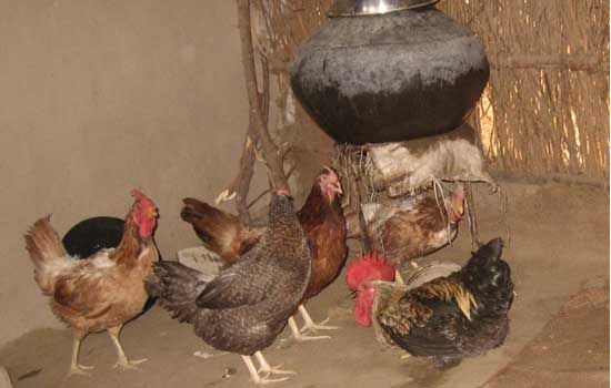 The Satpuda - Replicas of Native Chicken in Rural Poultry Production