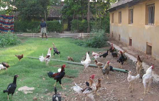 Unpacking the 'Poor Productivity' Myth - Women Resurrecting Poultry Biodiversity and Livelihoods in Andhra Pradesh, India