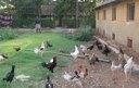 Unpacking the 'Poor Productivity' Myth - Women Resurrecting Poultry Biodiversity and Livelihoods in Andhra Pradesh, India