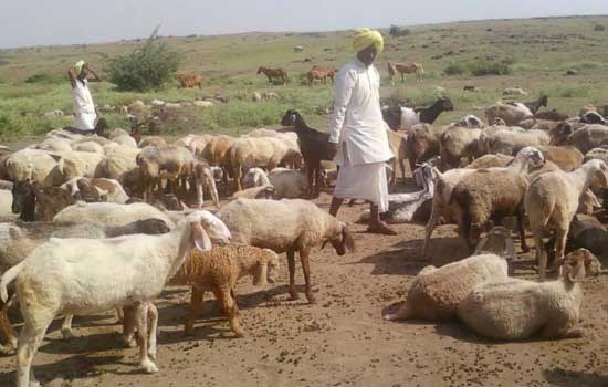 SMS for Good Shepherding – Providing Information When and Where it is needed