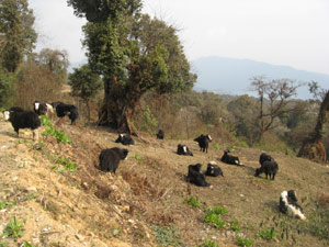 herd-of-yaks-grazing