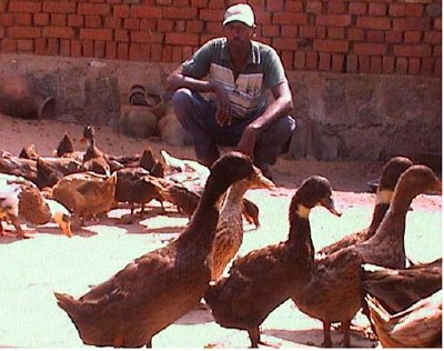 Raghumani Patel, an awardee of the Breed Saviour Awards, with his flock of Kuji Ducks