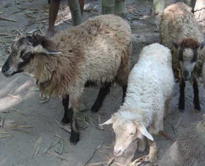 Sheep of beneficiary