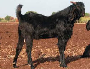 gohilwadi-goat
