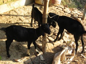 black-bengal-goats