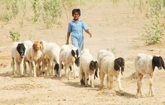 State-level Policy Documents on Livestock Development