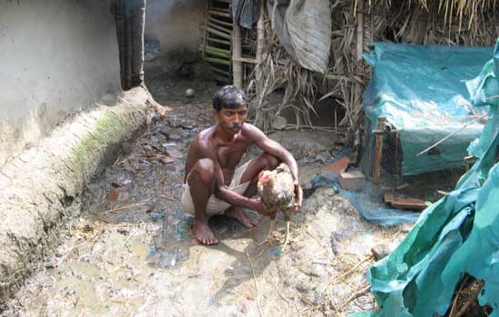 Poultry Based Livelihoods of the Rural Poor - Case Study of Kuroilers in West Bengal