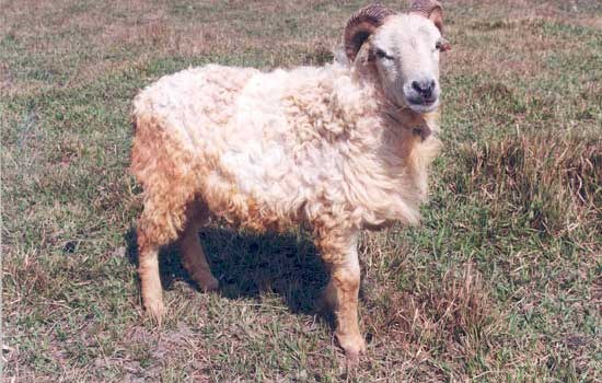 Quality Evaluation of Meat, Skin and Wool from Garole Sheep - a Promising Breed from India