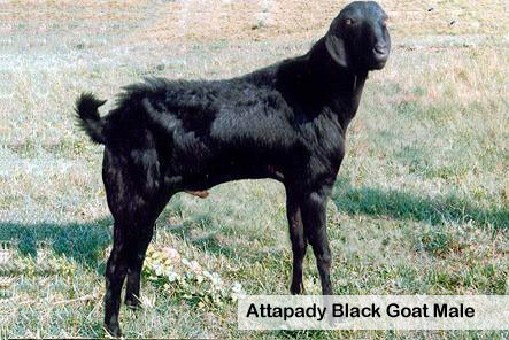 Attappady Black