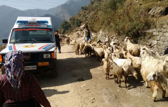 Mobile Veterinary Vans Roll-out for Shepherds in Uttarakhand