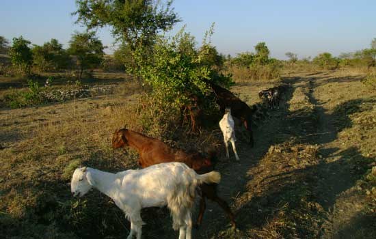 BAIF's Livestock Development Programmes to have Small Ruminants and Backyard Poultry as a Key Component