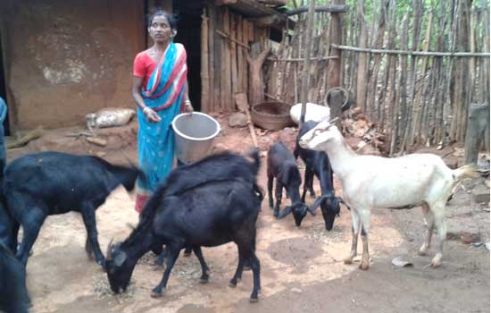 Orissa in the lime light: ICT4D application in the livestock sector