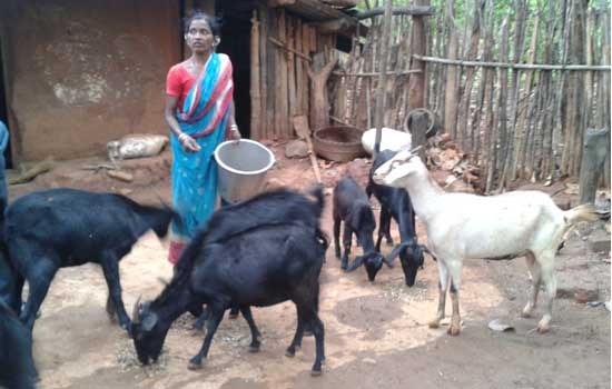 Orissa in the lime light: ICT4D application in the livestock sector