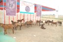 Awareness programme on Berari goat, the native breed found in Khargone district of Madhya Pradesh