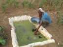Azolla farming to provide protein rich feed to goats