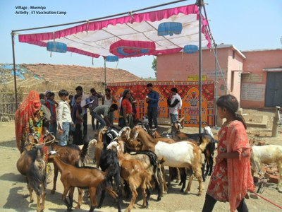 PPR Vaccination camp being held in a project village  in Jhirniya block