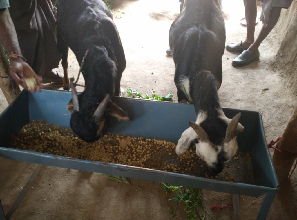 Use of manger to feed goats - An improved management practice in goat rearing