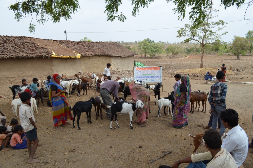 Villagers bringing goats for vaccination during a health camp for goats