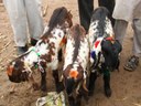Goat kids for sale at Rasgan
