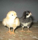 Day old chicks