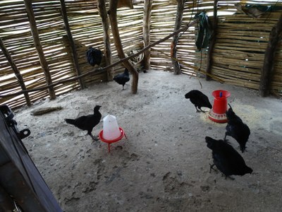 A clean poultry shed from inside