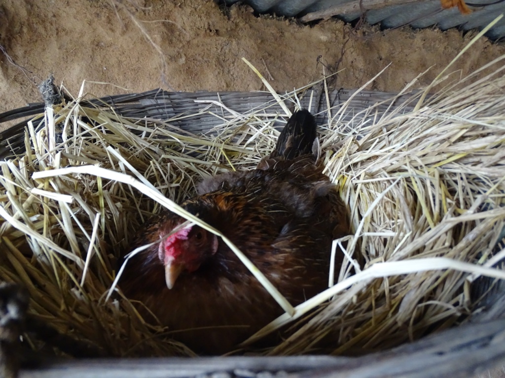 Broody hen hatching eggs in a brooding pen