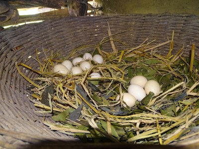 Eggs in brooding basket