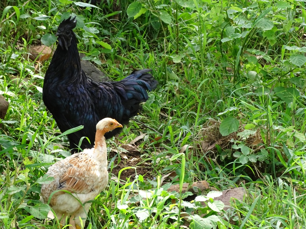 Kadaknath and desi poultry birds