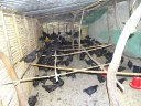 Perches inside the poultry shed - 3