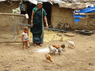Poultry rearer with her desi flock - 2