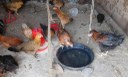 Pullet drinking water from a vessel