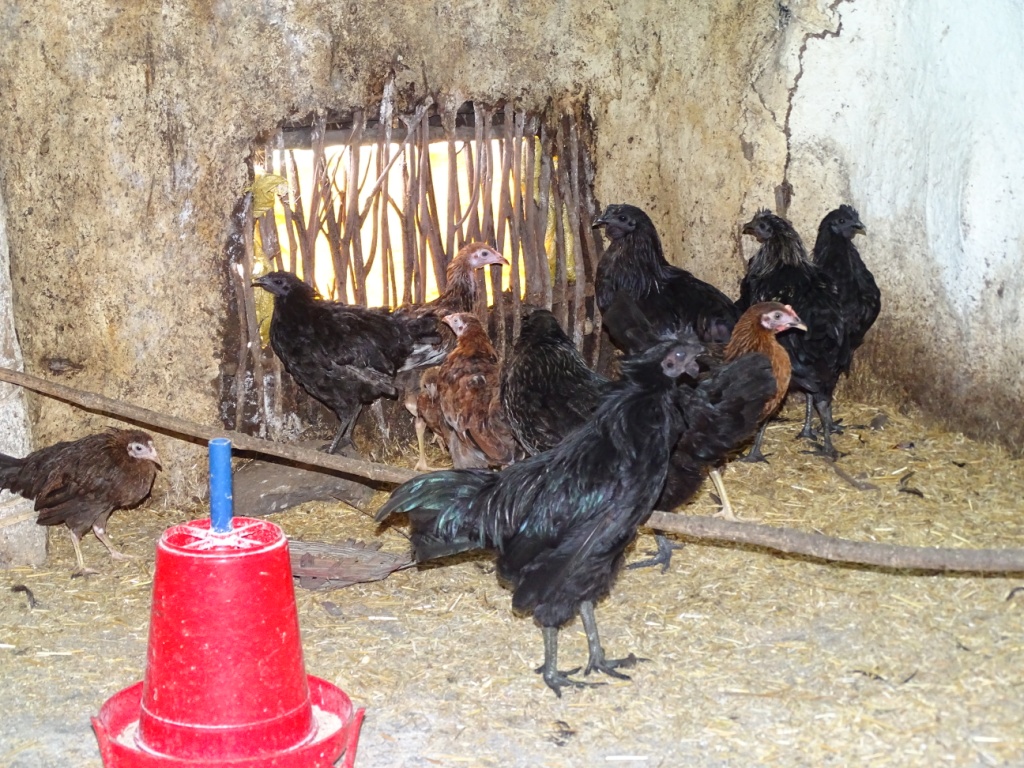 Well ventilated poultry shed