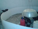 10-12 day old Kadaknath chicks are housed in a separate unit.