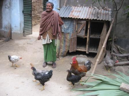 A flock of Kuroiler birds.