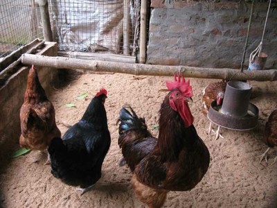 A mixed flock of RIR and Black Astralop