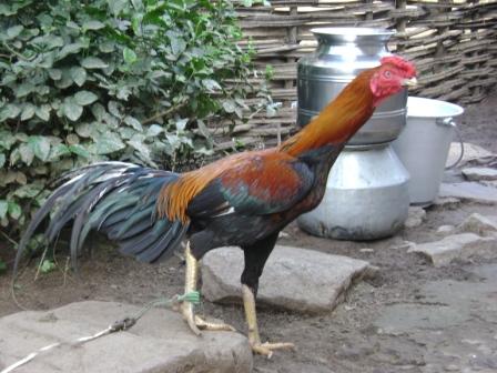 A fine specimen of Aseel Cock
