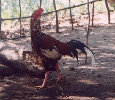 Aseel cock displaying colourful plumage.