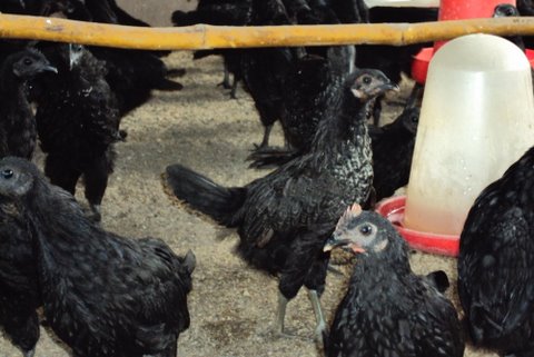 Feeders are used to avoid spoilage of the feed