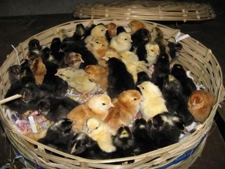 Day old Kuroiler chicks are placed in cane baskets