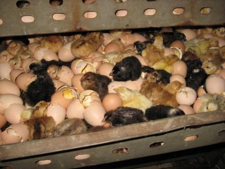 Kuroiler chicks in a hatching tray at Kolkata hatchery.