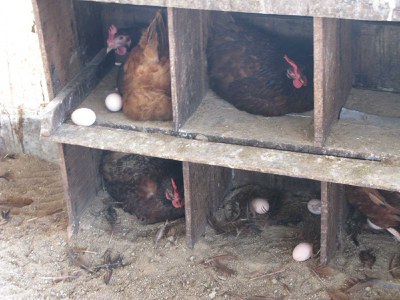 RIR hens laying eggs