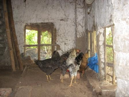 Kuroilers being reared in confined conditions.