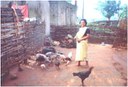 Woman feeding her Aseel flock.