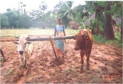Woman ploughing with local bullocks