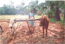 Woman ploughing with local bullocks