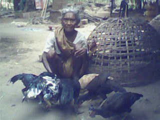 Rearing Aseel is a lucrative livelihood option for old people.